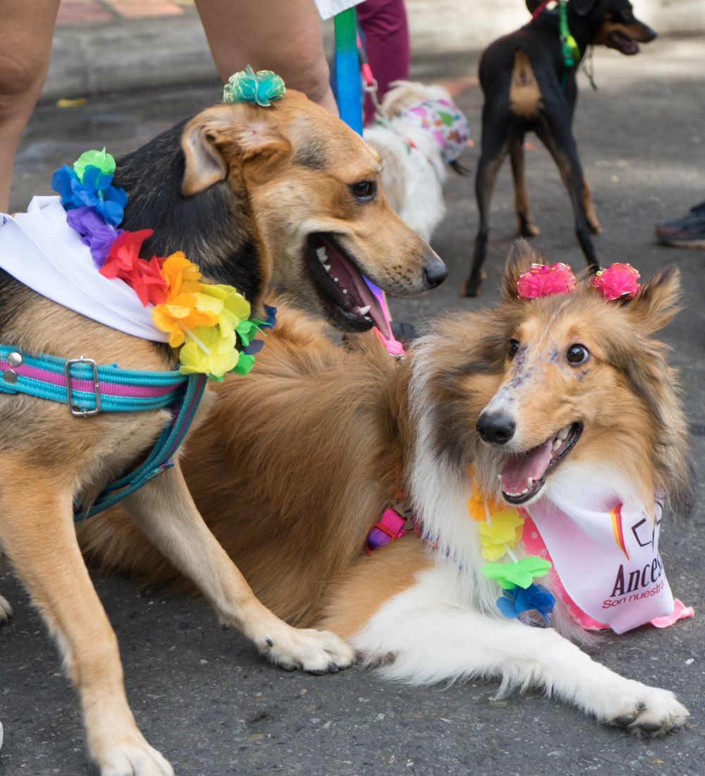 Feria de las Flores 2019